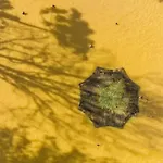 Отель Terra Nostra Garden